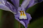 Dwarf crested iris